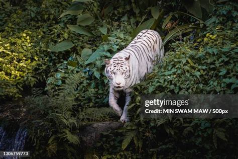 白虎照片|1,715 白虎 Stock Photos, High